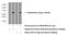 Rho GTPase Activating Protein 28 antibody, 26766-1-AP, Proteintech Group, Western Blot image 