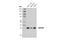 WD Repeat Domain 82 antibody, 99715S, Cell Signaling Technology, Western Blot image 