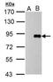 Influenza A Virus PB1 antibody, PA5-34914, Invitrogen Antibodies, Western Blot image 