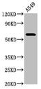 Phosphodiesterase 9A antibody, LS-C672202, Lifespan Biosciences, Western Blot image 