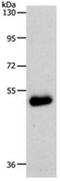 Solute Carrier Family 39 Member 6 antibody, orb107582, Biorbyt, Western Blot image 