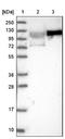 LEO1 Homolog, Paf1/RNA Polymerase II Complex Component antibody, NBP1-86236, Novus Biologicals, Western Blot image 