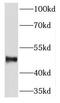 Perilipin 3 antibody, FNab08715, FineTest, Western Blot image 