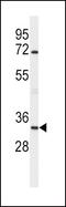 Apolipoprotein D antibody, PA5-14322, Invitrogen Antibodies, Western Blot image 