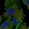 Niban Apoptosis Regulator 1 antibody, PA5-55934, Invitrogen Antibodies, Immunofluorescence image 