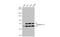Lamin A/C antibody, NBP2-19324, Novus Biologicals, Western Blot image 
