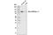 ATPase Na+/K+ Transporting Subunit Alpha 1 antibody, 96124S, Cell Signaling Technology, Western Blot image 