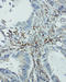 Eukaryotic Translation Initiation Factor 6 antibody, LS-C313157, Lifespan Biosciences, Immunohistochemistry frozen image 