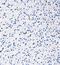 SRY-Box 10 antibody, 847202, BioLegend, Immunohistochemistry paraffin image 