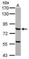 MYB Proto-Oncogene, Transcription Factor antibody, GTX102305, GeneTex, Western Blot image 