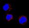 Catalase antibody, AF3398, R&D Systems, Immunofluorescence image 