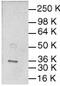 Jun Proto-Oncogene, AP-1 Transcription Factor Subunit antibody, MBS440024, MyBioSource, Western Blot image 