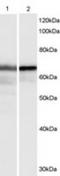 HEXIM P-TEFb Complex Subunit 1 antibody, TA303065, Origene, Western Blot image 