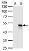 Bone Morphogenetic Protein 8b antibody, GTX117409, GeneTex, Western Blot image 