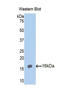 Aggrecan antibody, LS-C298098, Lifespan Biosciences, Western Blot image 