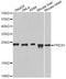 Peroxiredoxin 1 antibody, MBS127710, MyBioSource, Western Blot image 