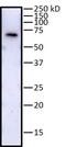 KH RNA Binding Domain Containing, Signal Transduction Associated 1 antibody, PA5-19546, Invitrogen Antibodies, Western Blot image 