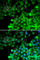 Transgelin 2 antibody, A6761, ABclonal Technology, Immunofluorescence image 