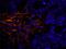 Filamin A antibody, IHC-00225, Bethyl Labs, Immunofluorescence image 