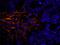 FLNA antibody, IHC-00225, Bethyl Labs, Immunofluorescence image 