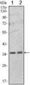 Protein Phosphatase 1 Catalytic Subunit Alpha antibody, abx011881, Abbexa, Enzyme Linked Immunosorbent Assay image 