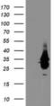 Nucleic Acid Binding Protein 2 antibody, NBP2-01578, Novus Biologicals, Western Blot image 