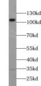 EPH Receptor B4 antibody, FNab02807, FineTest, Western Blot image 