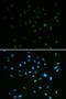 MutS Homolog 6 antibody, LS-C332402, Lifespan Biosciences, Immunofluorescence image 