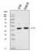 Keratocan antibody, A07712-1, Boster Biological Technology, Western Blot image 