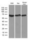 Apoptosis Inducing Factor Mitochondria Associated 1 antibody, LS-C792703, Lifespan Biosciences, Western Blot image 