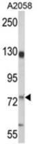 MCAM antibody, AP18112PU-N, Origene, Western Blot image 