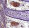 Cellular Communication Network Factor 1 antibody, AF4055, R&D Systems, Immunohistochemistry paraffin image 