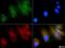 GLI Family Zinc Finger 1 antibody, NBP1-78259, Novus Biologicals, Immunofluorescence image 
