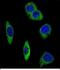 Adrenoceptor Alpha 2B antibody, PA5-49610, Invitrogen Antibodies, Immunofluorescence image 