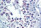 Diablo IAP-Binding Mitochondrial Protein antibody, MBS245398, MyBioSource, Immunohistochemistry frozen image 