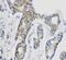 CD1d Molecule antibody, PA1850, Boster Biological Technology, Immunohistochemistry frozen image 