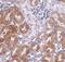 LIAR antibody, PA5-20778, Invitrogen Antibodies, Immunohistochemistry frozen image 