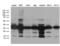 Phosphatidylinositol Transfer Protein Beta antibody, LS-C792022, Lifespan Biosciences, Western Blot image 