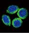 Fibroblast Growth Factor Receptor 2 antibody, GTX81342, GeneTex, Immunocytochemistry image 