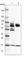 Zinc Finger And SCAN Domain Containing 2 antibody, HPA024331, Atlas Antibodies, Western Blot image 