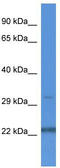 Nudix Hydrolase 22 antibody, TA342965, Origene, Western Blot image 