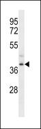 Formyl Peptide Receptor 3 antibody, LS-C166247, Lifespan Biosciences, Western Blot image 