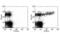 IgM antibody, MBS832447, MyBioSource, Flow Cytometry image 