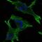 Junction Plakoglobin antibody, MA5-15905, Invitrogen Antibodies, Immunofluorescence image 