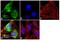 Early Endosome Antigen 1 antibody, PA1-063A, Invitrogen Antibodies, Immunofluorescence image 