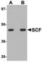 KIT Ligand antibody, PA5-20746, Invitrogen Antibodies, Western Blot image 