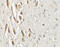 Teashirt homolog 3 antibody, 6759, ProSci, Immunohistochemistry frozen image 