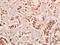 NADH:Ubiquinone Oxidoreductase Subunit B10 antibody, A11886-1, Boster Biological Technology, Immunohistochemistry frozen image 