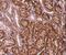 Basic Leucine Zipper And W2 Domains 2 antibody, NBP1-32519, Novus Biologicals, Immunohistochemistry paraffin image 