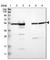 Zinc Finger And SCAN Domain Containing 22 antibody, HPA006471, Atlas Antibodies, Western Blot image 